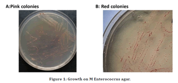 medical-dental-science-enterococcus-agar