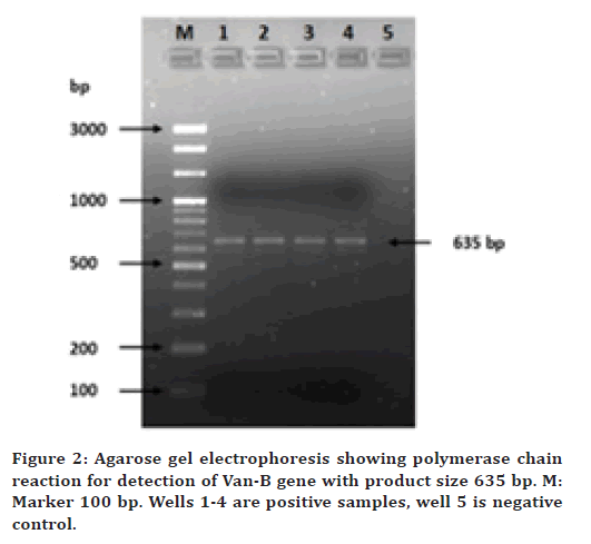 medical-dental-science-enterococcus-agar