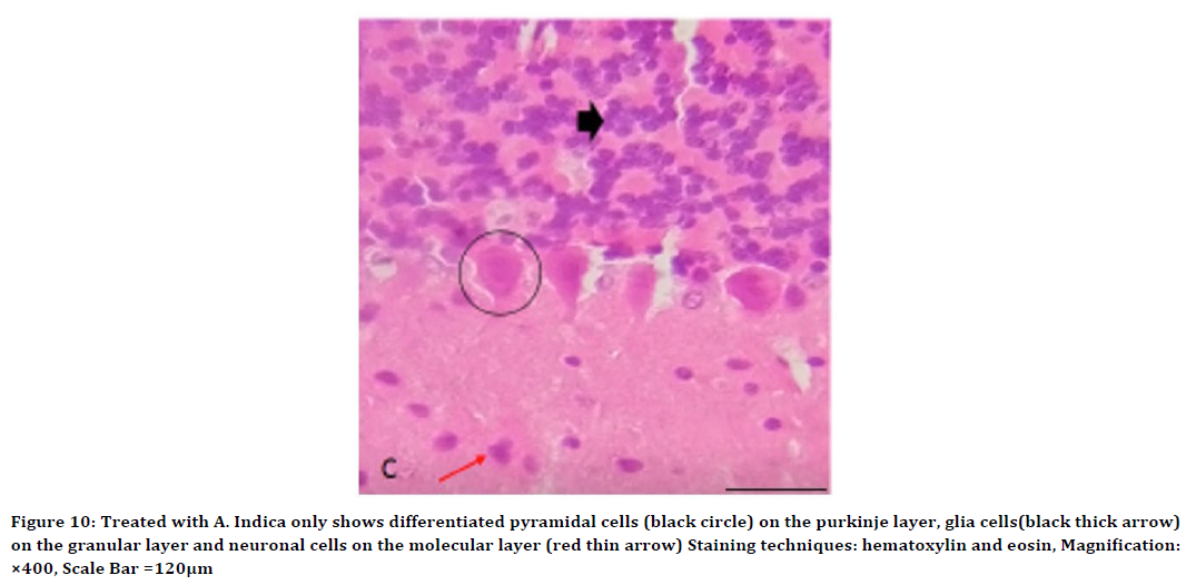 medical-dental-science-glia-cells