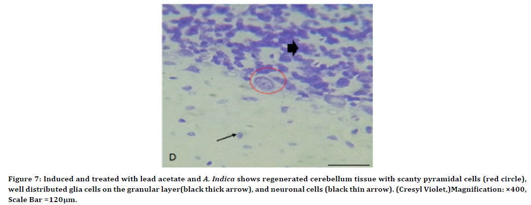 medical-dental-science-granular-layer